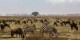 Tanzanie - 2010-09 - 275 - Ngorongoro - Zebres et gnous